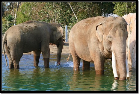 San Diego Zoo Elephant Odyssey