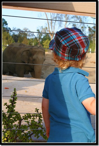 San Diego Zoo Elephant Odyssey