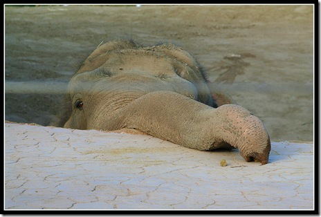 San Diego Zoo Elephant Odyssey