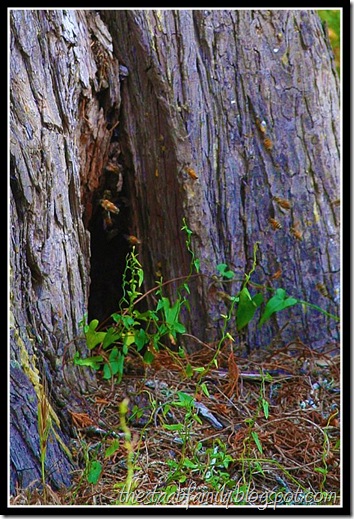 Sweet Springs Nature Preserve Los Osas