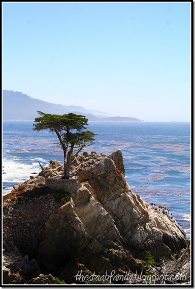 The Lone Cypress