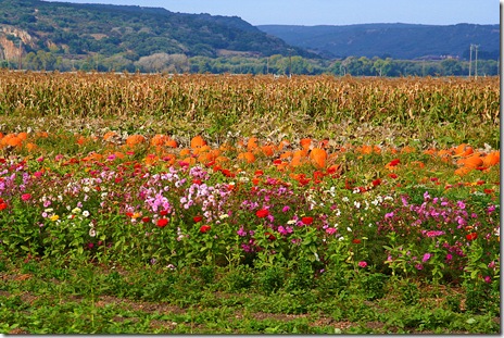 The Farm Salinas