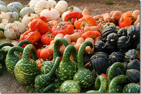 Pumpkin Picking Monterey