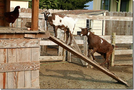 petting zoo in Monterey