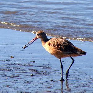 water birds California