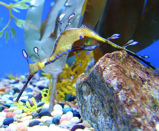 Monterey Bay Aquarium