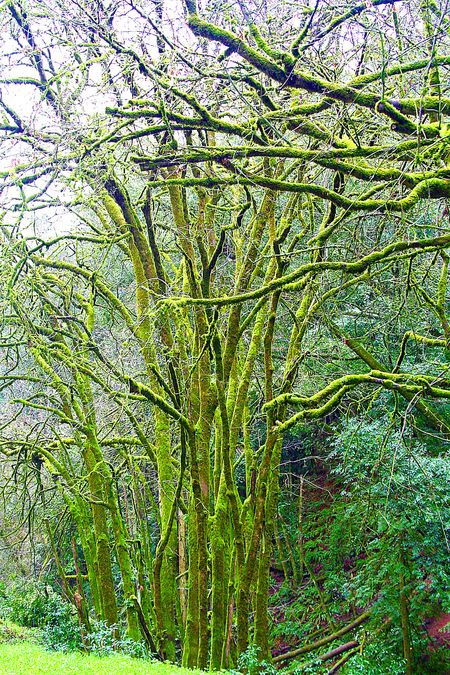 Mt Madonna County Park