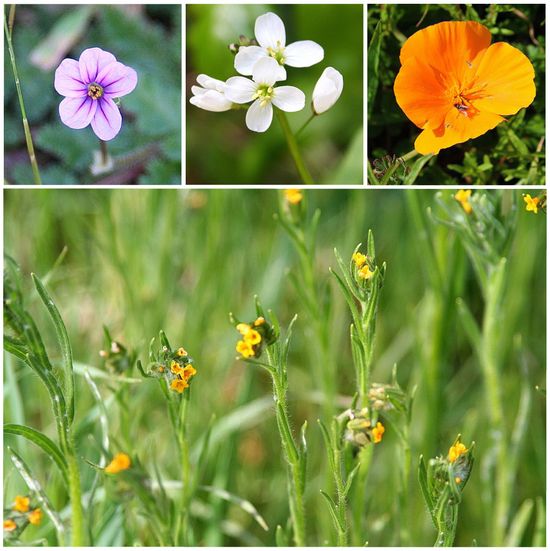 flowers at Garland Ranch