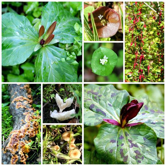 nature walks Monterey California