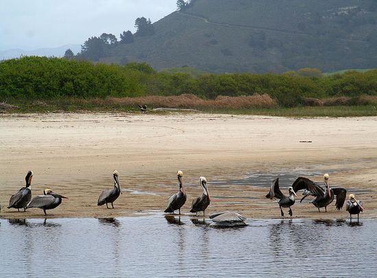 Carmel River State Beach