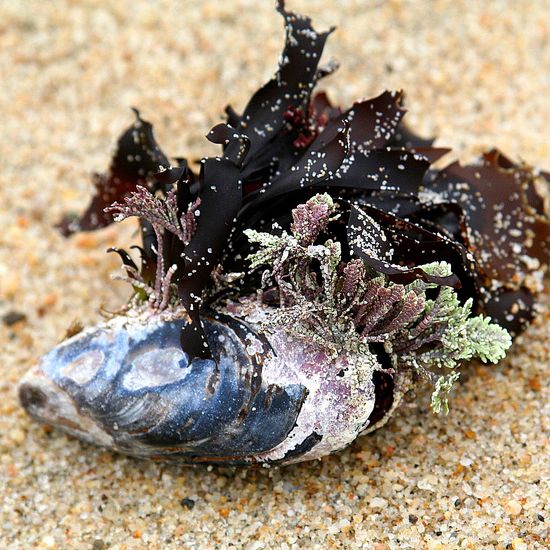 Carmel State Beach