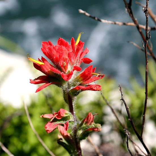 Partington Cove flowers