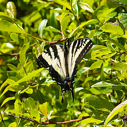 Butterflies California Central Coast