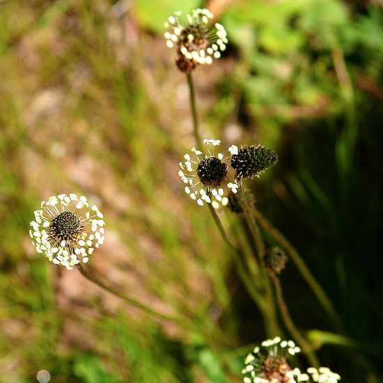 wildflowers Big Sur