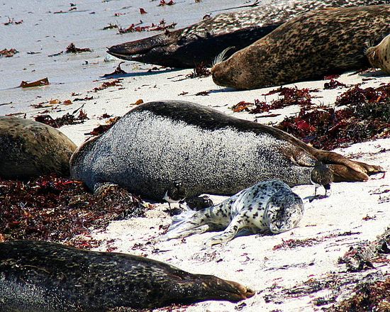 pupping season in Monterey