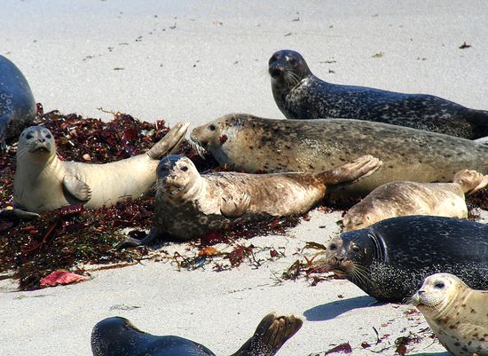 Monterey Seals and Sea Lions