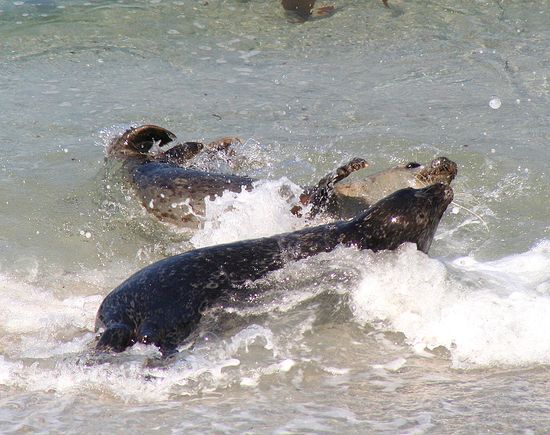 Monterey Pupping Season