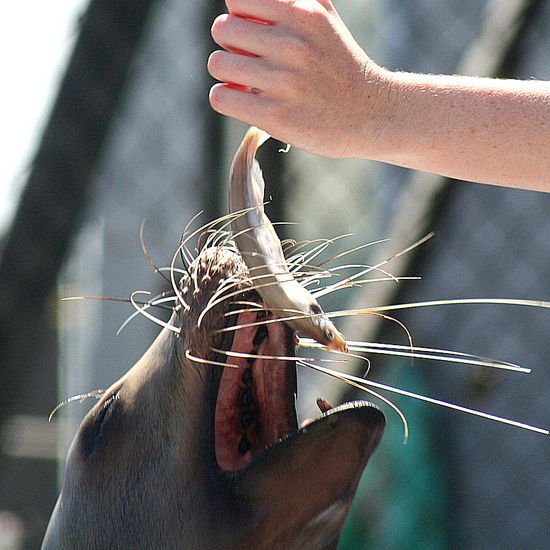 Sea Lions