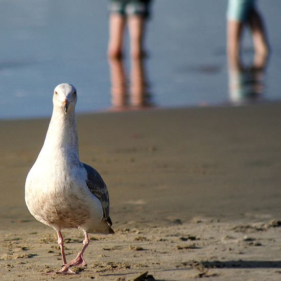 Monterey Beach