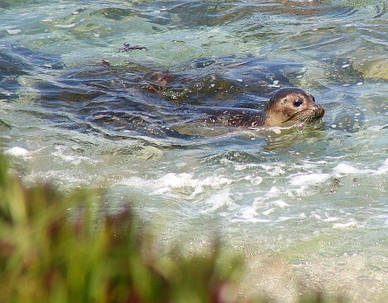 Monterey Bay Pupping Season