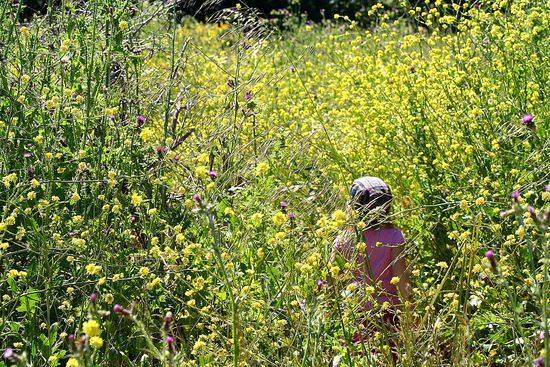 Andrew Molera State Park