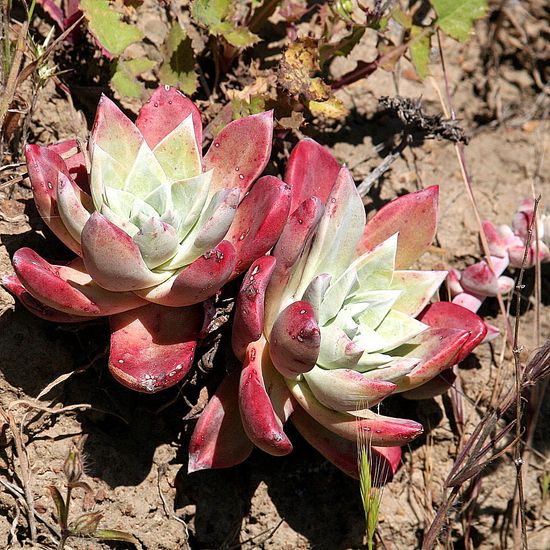 Andrew Molera State Park plants