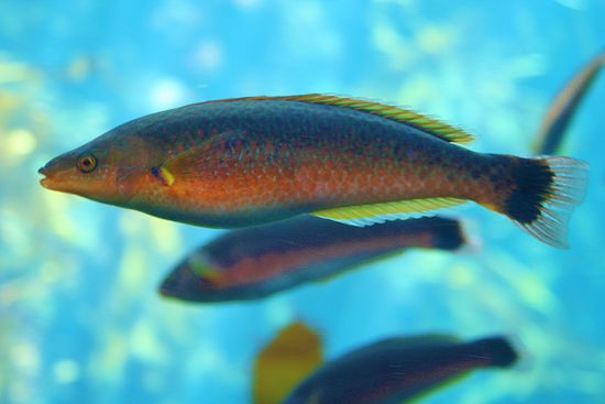 Monterey Bay Aquarium