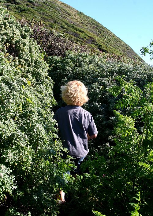 Hiking Andrew Molera State Park with kids