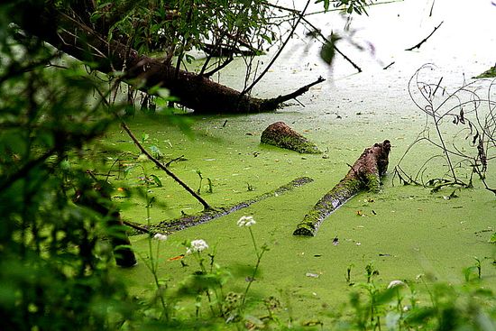 Frog Pond Wetland Preserve