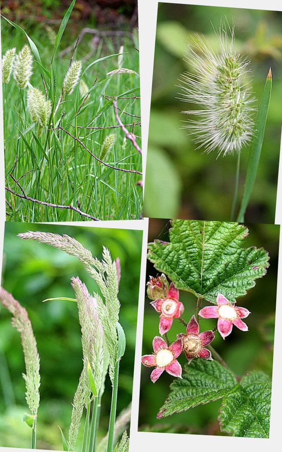 Frog Pond Wetland Preserve