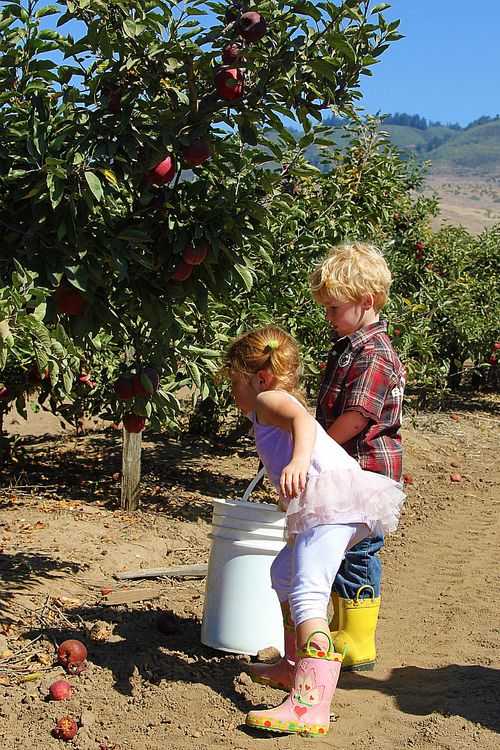 apple picking Monterey