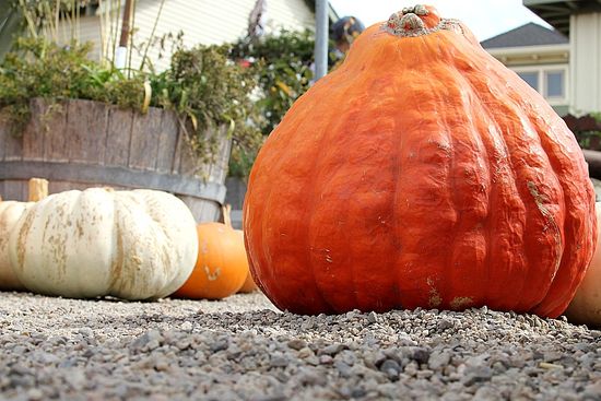 Pumpkins