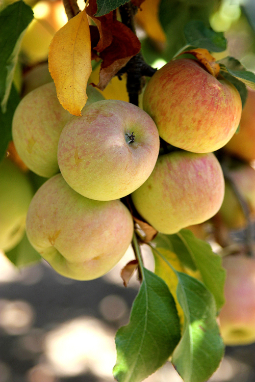 apple picking