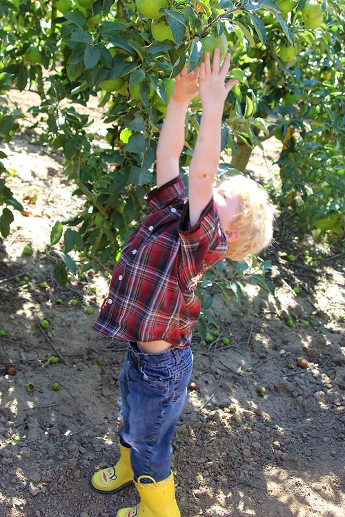 apple picking Watsonville