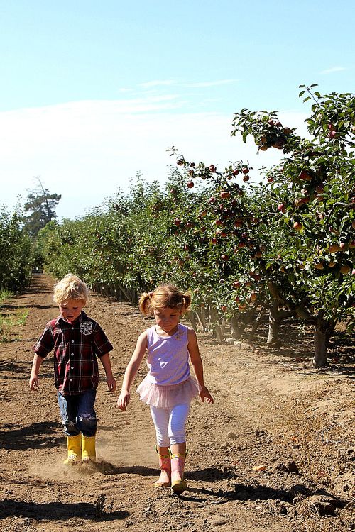 Apple Picking Central Coast