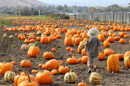 The Farm, Salinas