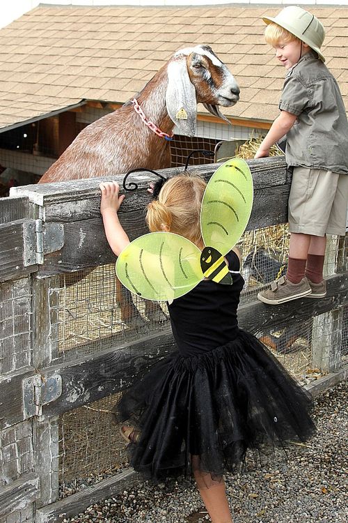 Farm Fall Festival