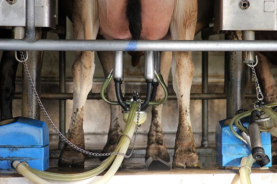 milking cows