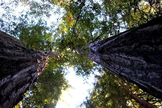 Big Basin Redwoods