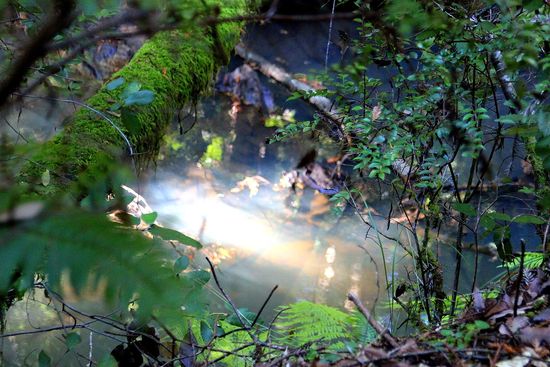 Redwoods State Park