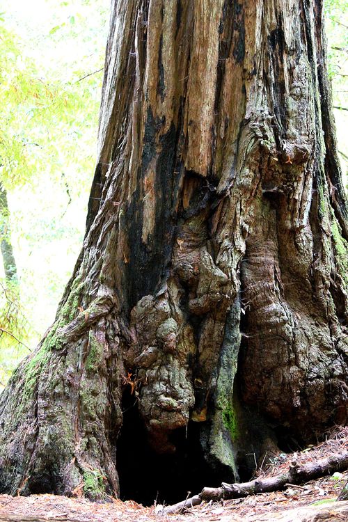 Big Basin Redwoods State Park