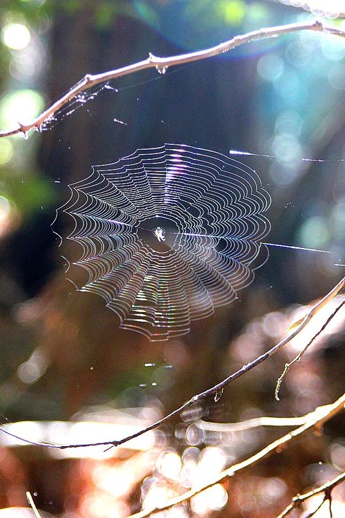 Spiderweb