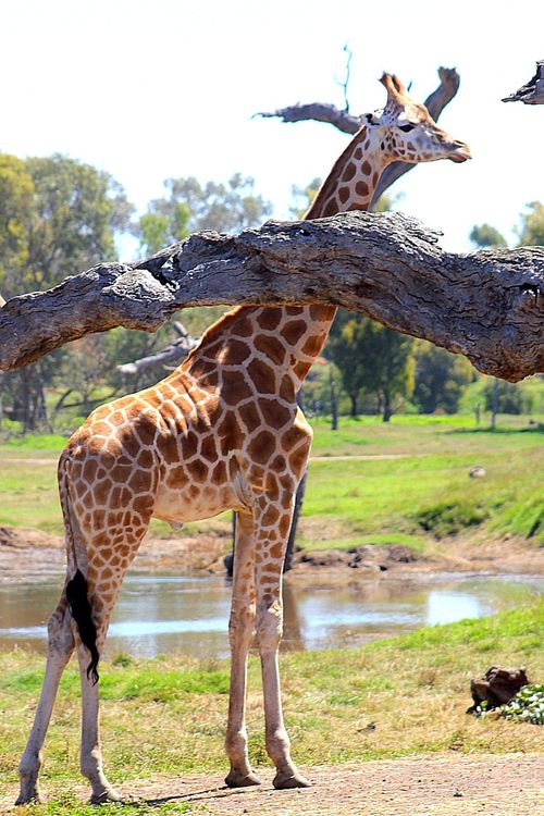 giraffe