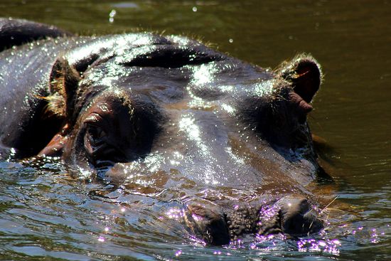 Hippo