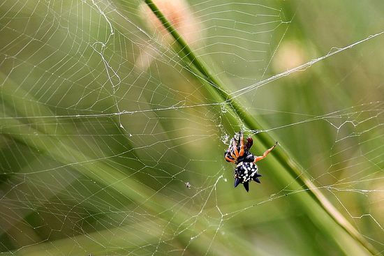 Spiny Spider