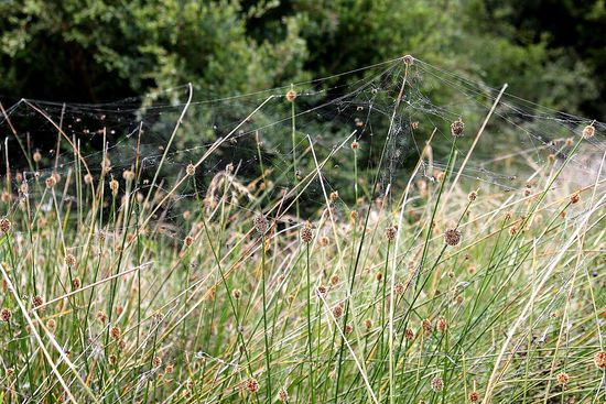 Spiny spider