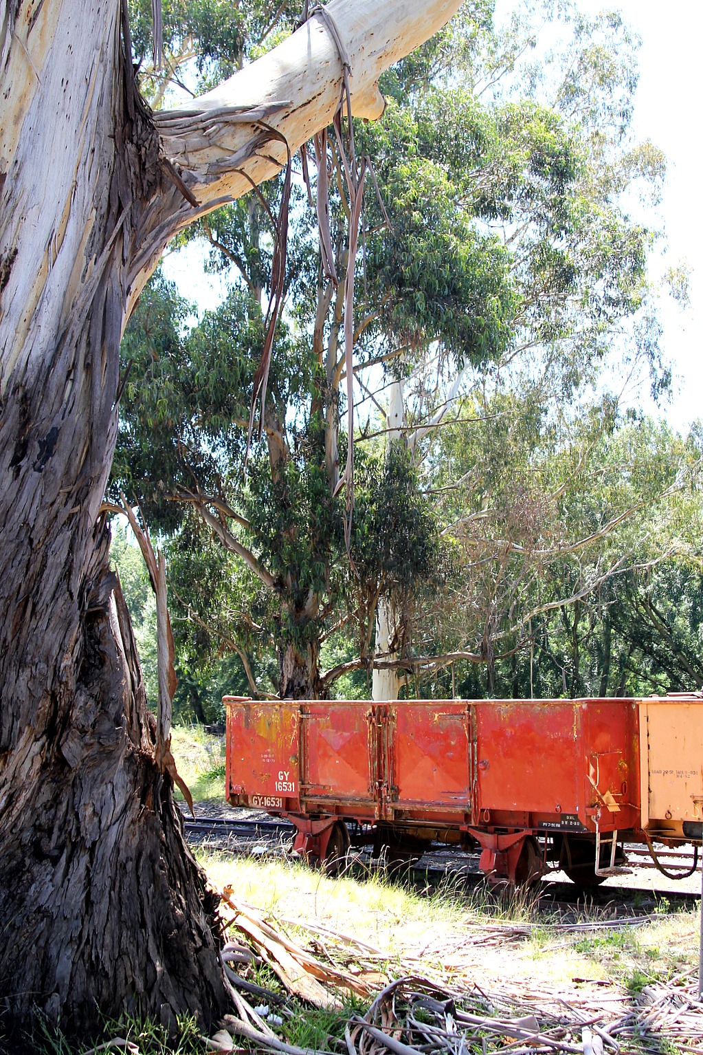 Yarra Valley Railway - Tonya Staab