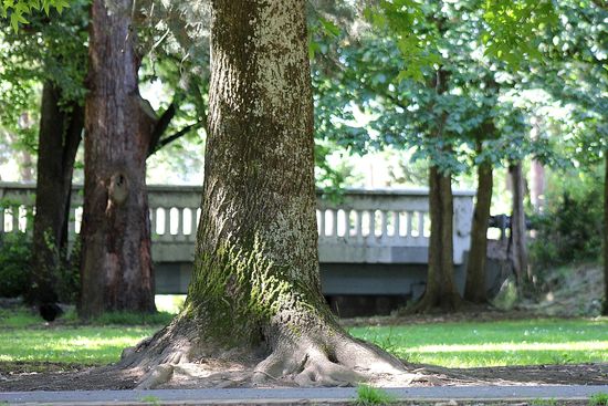 Queens Park Healesville