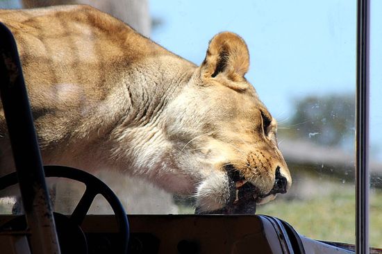 lion feeding