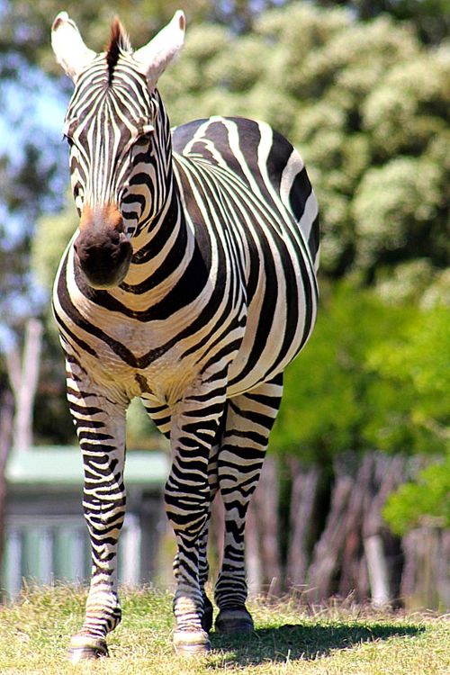 Zebra